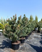 Сосна мелкоцветковая Глаука