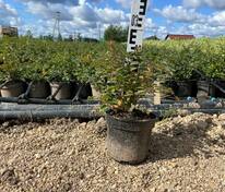 Спирея березолистная Тор