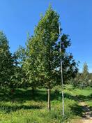 Дуб черешчатый