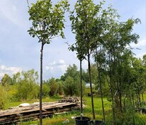 Рябина круглолистная Лютесценс