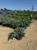 Можжевельник горизонтальный Блю Чип