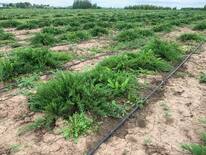 Можжевельник казацкий Рокери Джем