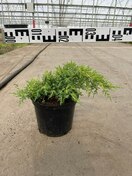 Можжевельник средний Голд Стар