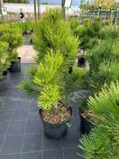 Сосна белокорая Малинки