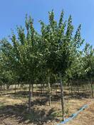 Клен красный Сомерсет