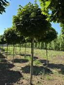 Клен остролистный Глобозум