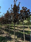 Клен остролистный Кримсон Кинг