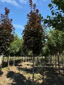 Клен остролистный Кримсон Сентри