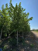 Клен фримана Отом Блейз