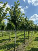 Липа войлочная