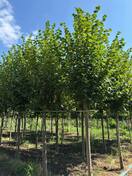 Липа европейская Паллида