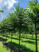 Липа мелколистная