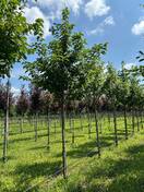 Ольха Шпета