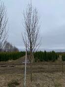 Рябина обыкновенная Фастигиата