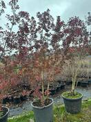 Скумпия кожевенная Роял Перпл