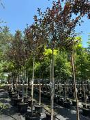 Слива цистена