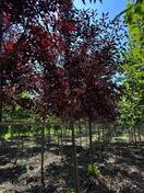 Черемуха виргинская Канада Ред