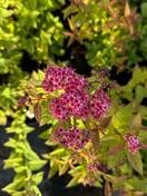 Спирея японская Фробели