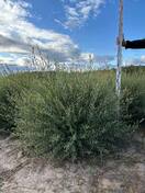 Ива пурпурная Нана