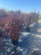 Пузыреплодник калинолистный Андре