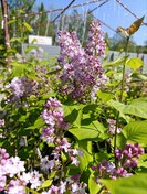 Сирень обыкновенная Бель де Нанси