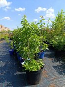 Сирень обыкновенная "Жанна Д'Арк"