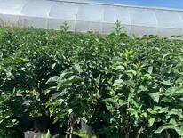 Сирень обыкновенная Красавица Москвы