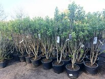 Сирень обыкновенная Памяти Людвига Шпета