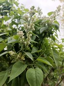 Сирень обыкновенная Мадам Лемуан