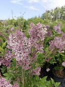 Сирень раскидистая Мисс Ким