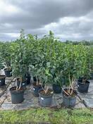 Сирень обыкновенная