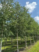 Береза повислая