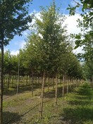 Боярышник средний Пауль Скарлет