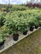 Бересклет крылатый Компактус