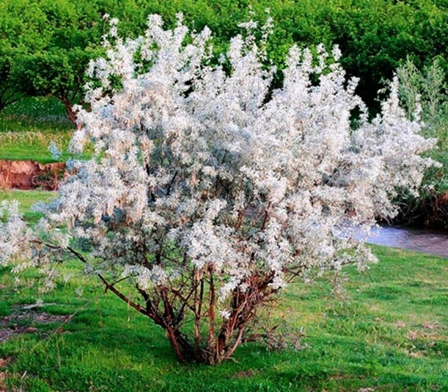 Лох серебристый фото. Лох серебристый (Elaeagnus commutata). Лох серебристый (Elaeagnus argentea). Лох серебристый узколистный серебристый. Elaeagnus commutata ( argentea) лох серебристый.