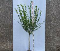 Гибискус сирийский на штамбе