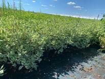 Дерен белый Элегантиссима