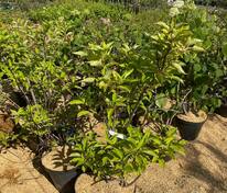 Гортензия метельчатая Candlelight (Канделайт)