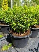 Гортензия метельчатая Vanille Fraise (Ванилла Фрайз)