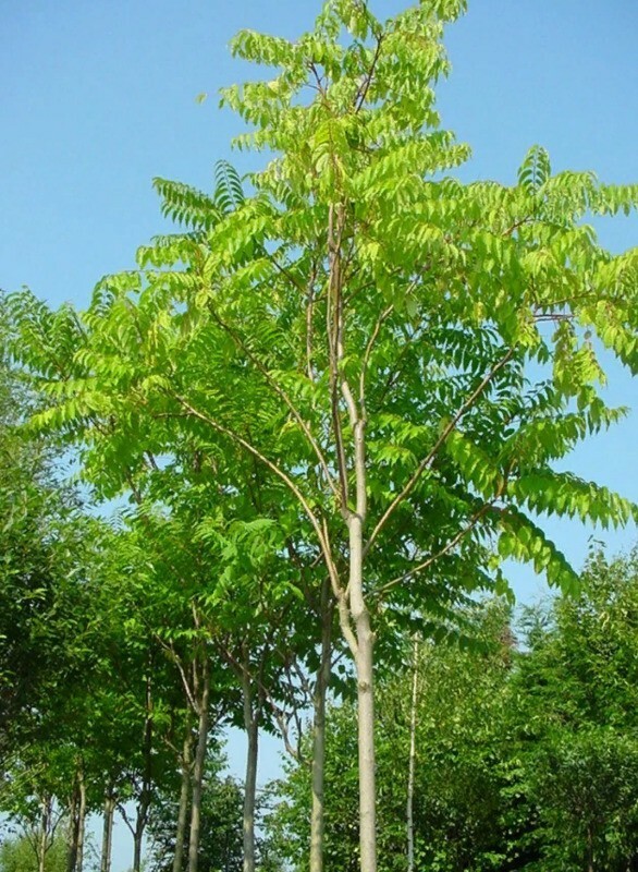 Айлант высочайший. Айлант altissima. Дерево вонючка Айлант. Айлант высочайший китайский ясень. Ailanthus altissima Айлант высочайший.
