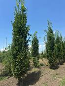 Дуб черешчатый Фастигиата