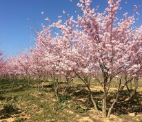 Вишня декоративная Акколейд (Accolade)