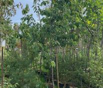 Вишня мелкопильчатая Пинк Перфекшен (Pink Perfection)