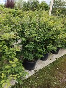 Сирень Мейера Palibin (Палибин)