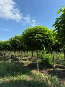 Катальпа бигнониевидная Нана