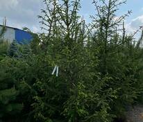 Ель обыкновенная