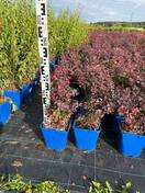 Барбарис тунберга Atropurpurea (Атропурпуреа)