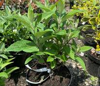 Буддлея Давида Candy Lila Sweeth (Кенди Лила Свит)