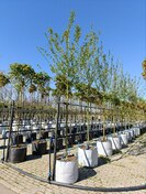 Боярышник обыкновенный Пуал Скарлет (Paul Scarlet)