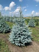 Ель колючая Blue Diamond (Блю Даймонд)